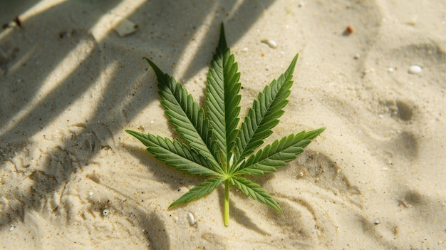 Marijuana leaf on sand