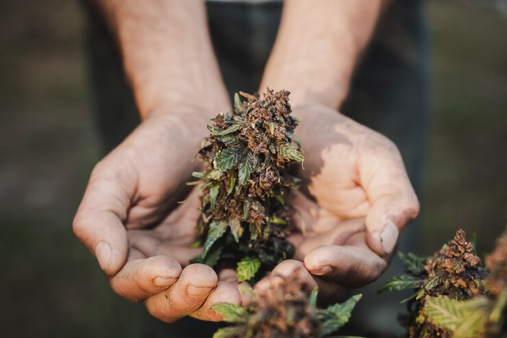 Farmer holding cannabis leaf